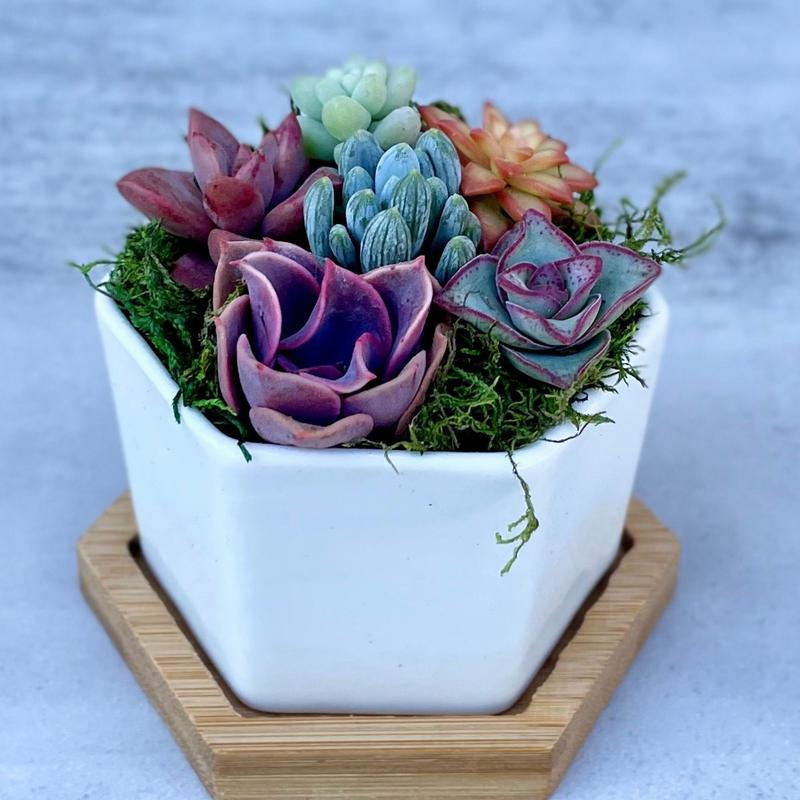 Honey Bubbles - Live Mini Succulent Garden in Ceramic Pots - Ships Free!