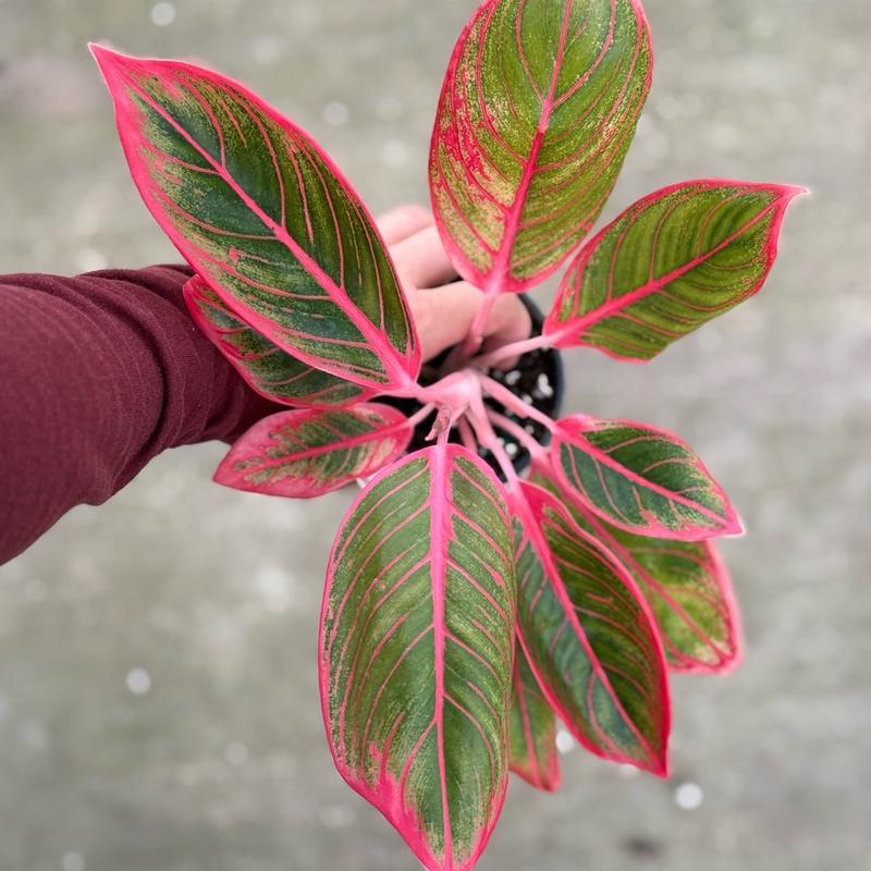 Aglaonema Khanaz 4” Houseplant