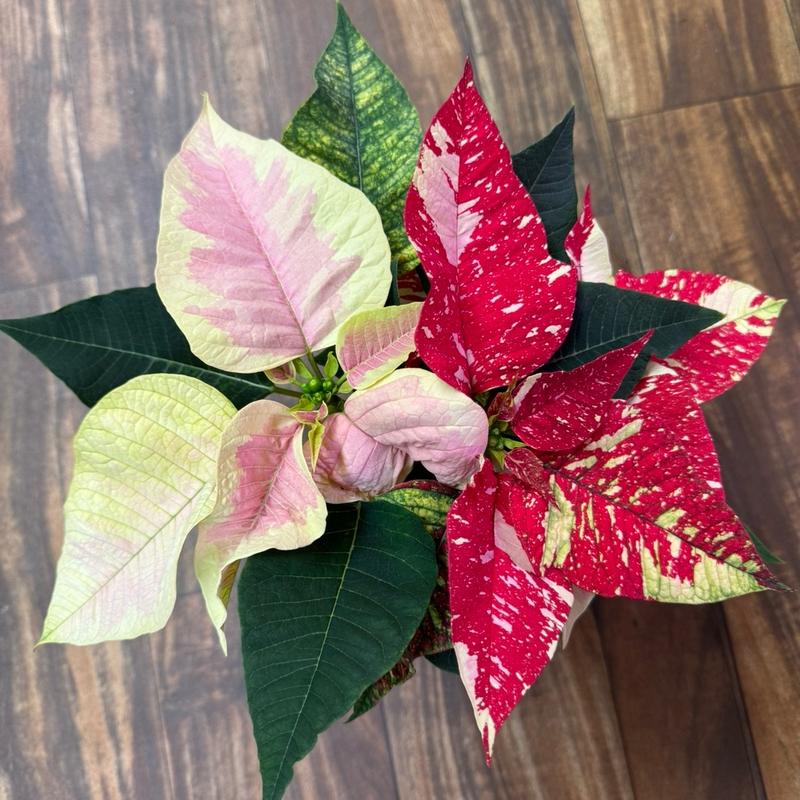 Poinsettias 4