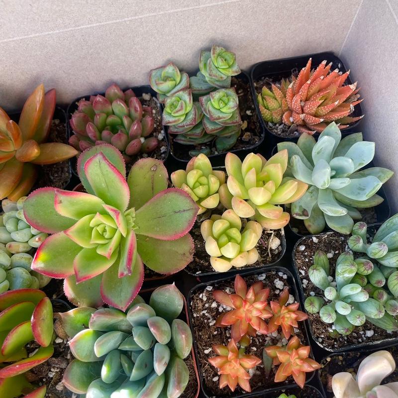 Colorful Succulent Box