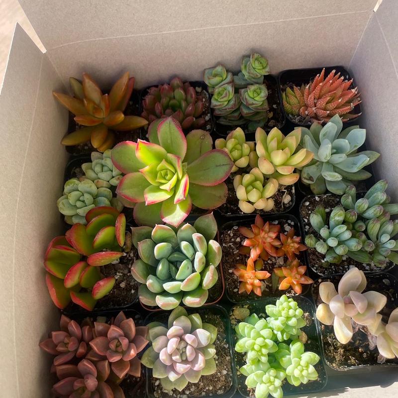 Colorful Succulent Box