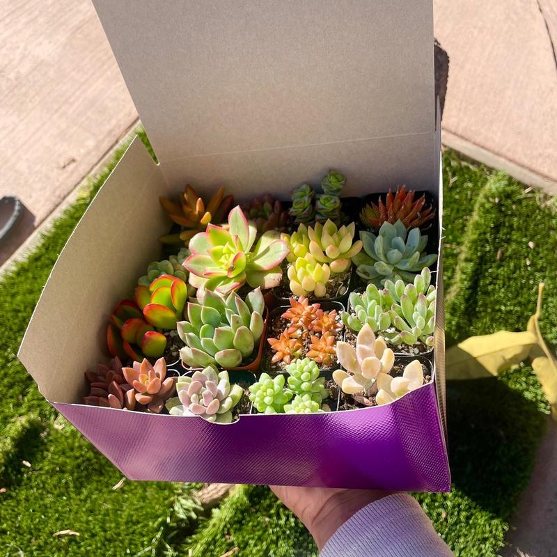 Colorful Succulent Box