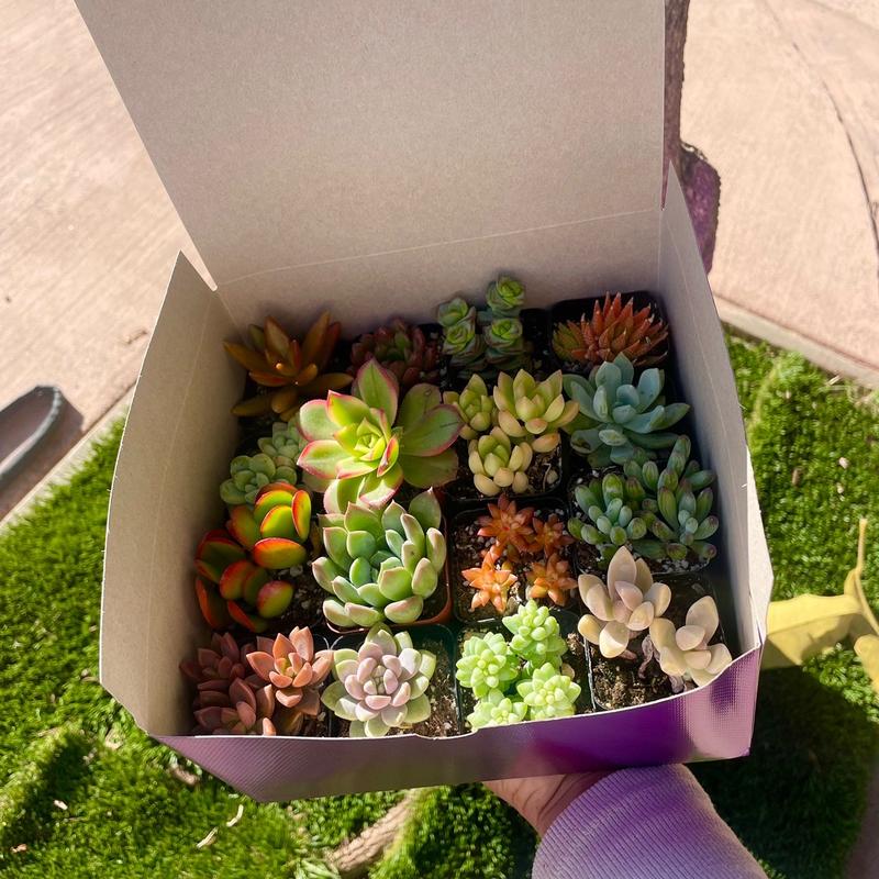 Colorful Succulent Box