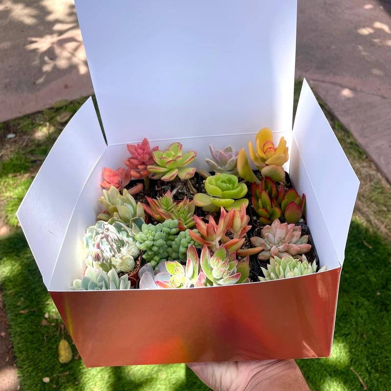 Colorful Succulent Box