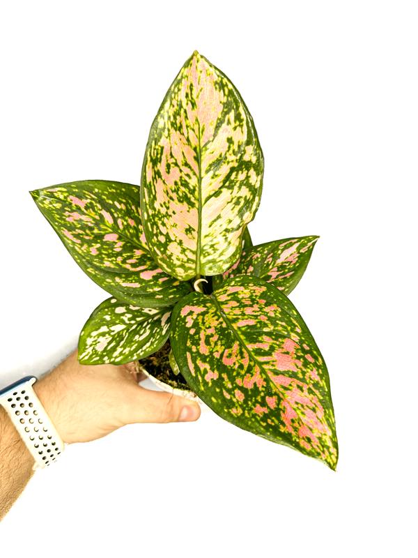 4” Aglaonema 'Lady Valentine', Pink Chinese Evergreen, Low Light Tolerant Live Houseplant, Indoor Plant