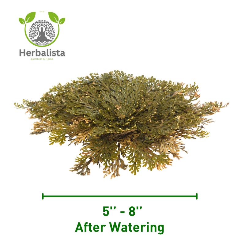 Big Size (2.5''-3.5'') Jericho Flower - Large Premium Rosa de Jericó (Resurrection Plant) – Symbol of Prosperity & Abundance, Ideal for Home Decor & Spiritual Healing