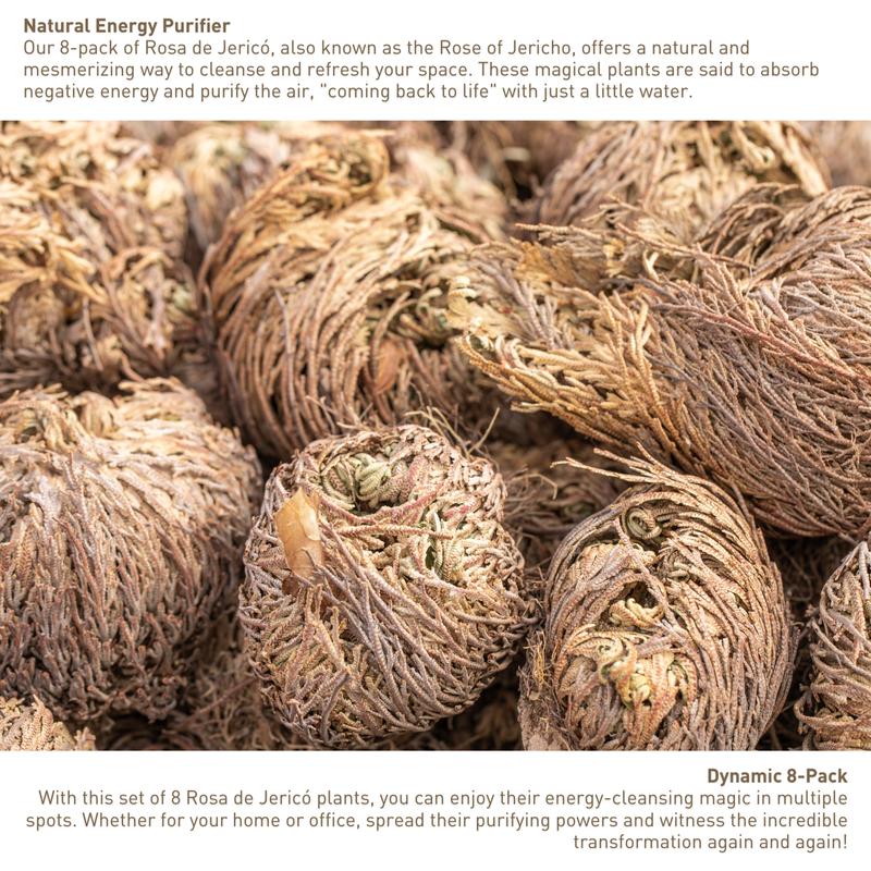 Big Size (2.5''-3.5'') Jericho Flower - Large Premium Rosa de Jericó (Resurrection Plant) – Symbol of Prosperity & Abundance, Ideal for Home Decor & Spiritual Healing