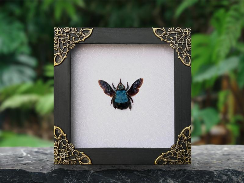 Framed Blue Bee Insect Dried Beetle Bug Entomology Gifts Specimen Display Oddity Tabletop Wall Art Home Decor Collection