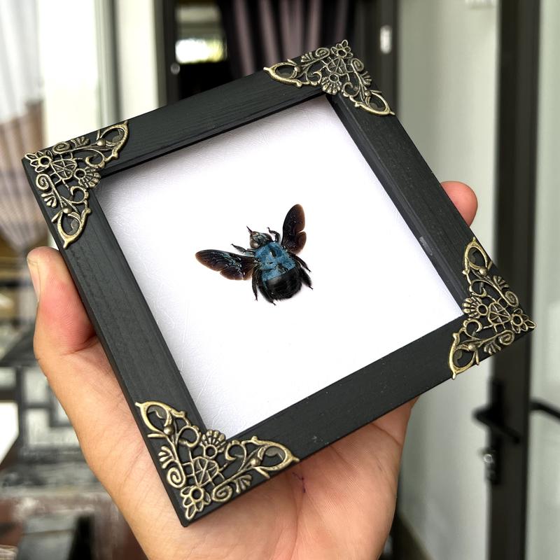 Framed Blue Bee Insect Dried Beetle Bug Entomology Gifts Specimen Display Oddity Tabletop Wall Art Home Decor Collection