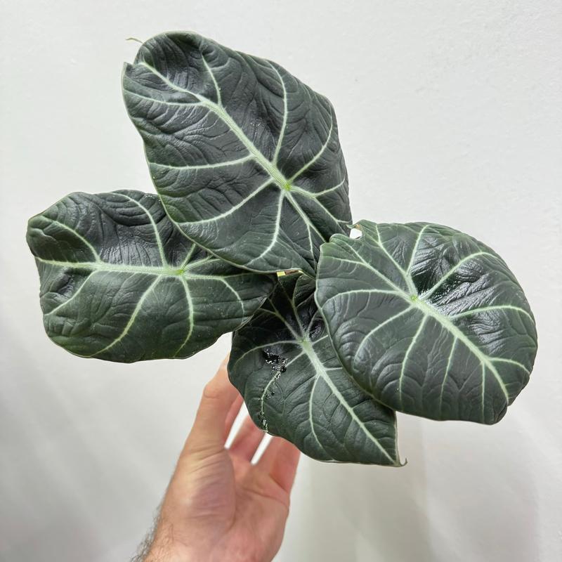 Alocasia Black Velvet, Live Tropical Plant, Unique Leaves, Colorful, Indoor Home Decoration, Dirtier Bag Soil Blend Recommended