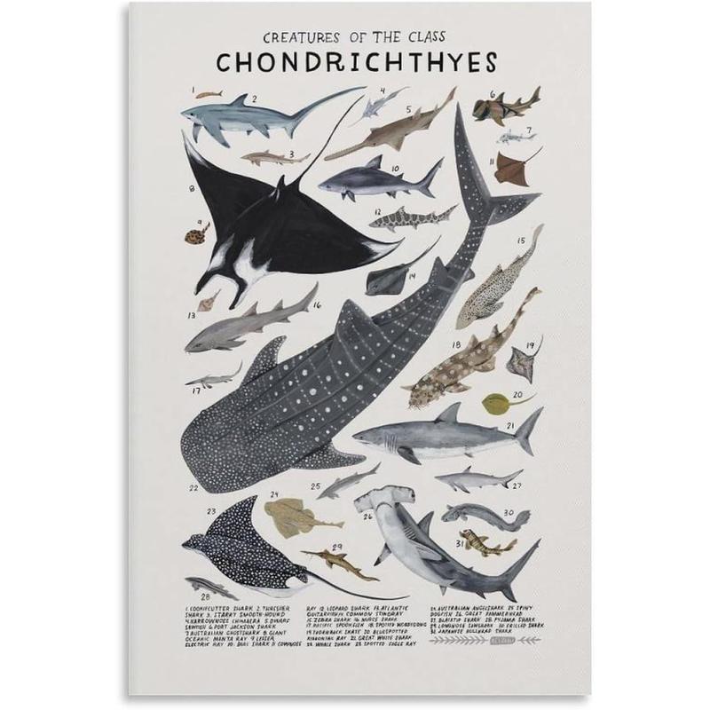 Shark Wall Art Animals Pictures Chondrichthyes Guide Poster Knowledge Prints Animals Fish Canvas Chart Poster Room Aesthetic for Home Classroom Office Bathroom Wall Decor Canvas Painting Wall Art Post