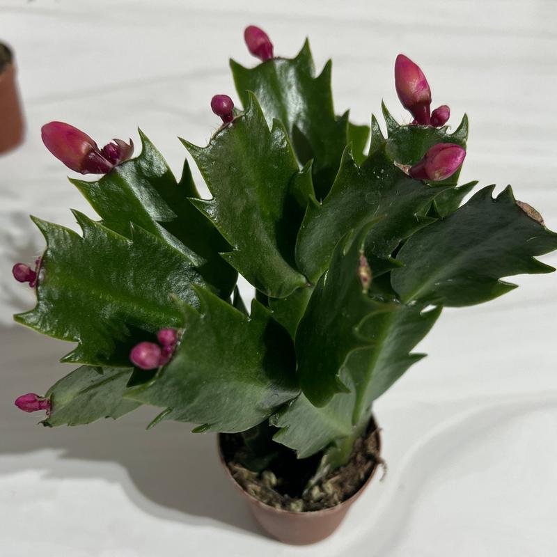 Christmas Cactus, Holiday Cactus Live Plant, Winter Blooms