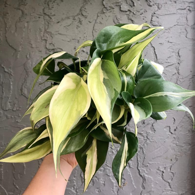 6” Philodendron silver stripe