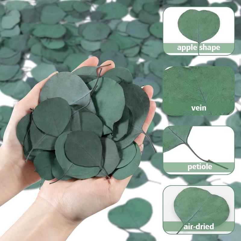 200pcs Real Eucalyptus Leaves for Shower Eucalyptus Leaves for Shower Fresh Shower Plants Preserved Petals Decoration Aisle Decoration Wedding Ceremony