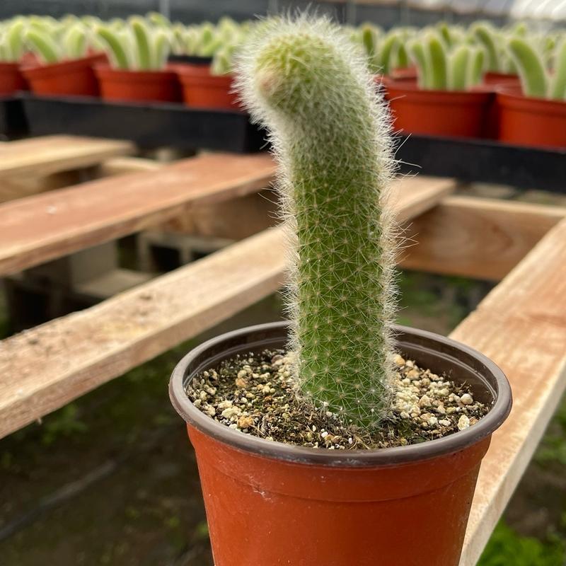 Rare Monkey Tail Cactus Soft Flowering Cactus Potted In 4 Inch Nursery Pot Ships With Pot And Soil