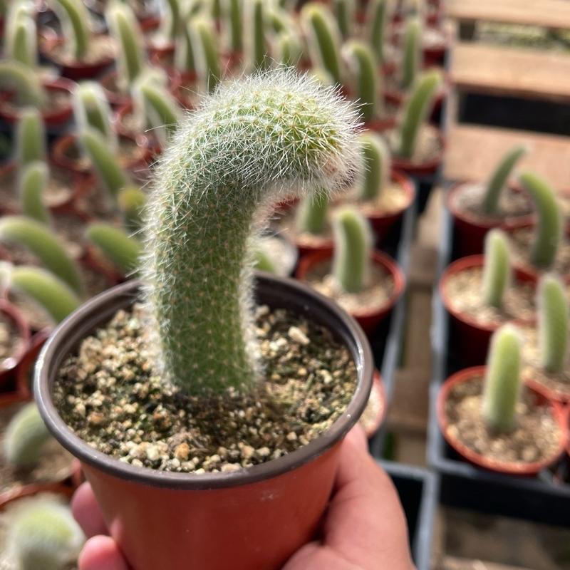 Rare Monkey Tail Cactus Soft Flowering Cactus Potted In 4 Inch Nursery Pot Ships With Pot And Soil