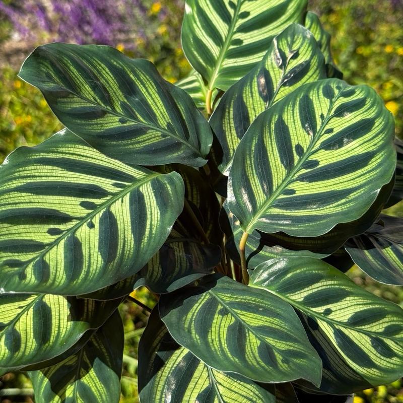 Calathea Peacock   Live Plant   Colorful indoor Prayer Plant   Home Decor   Low Maintenance