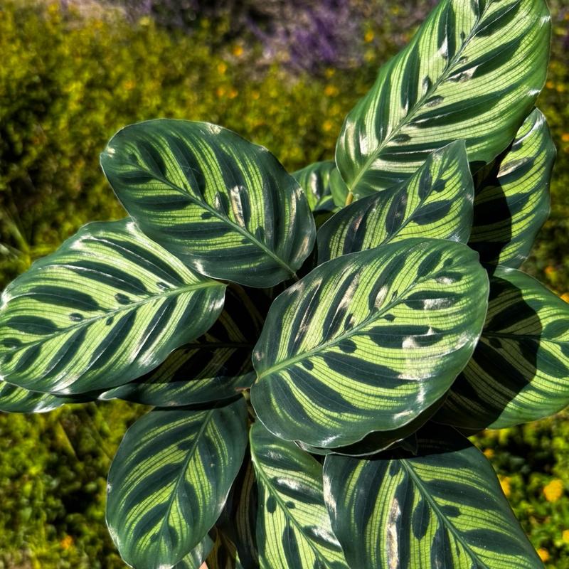 Calathea Peacock   Live Plant   Colorful indoor Prayer Plant   Home Decor   Low Maintenance