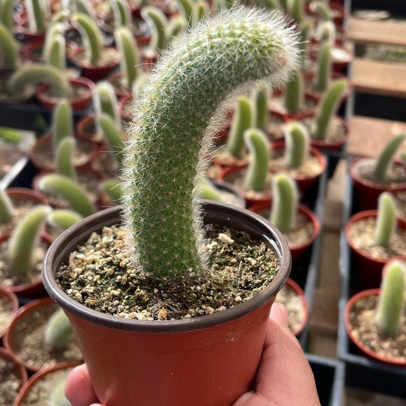 Rare Monkey Tail Cactus Soft Flowering Cactus Potted In 4 Inch Nursery Pot Ships With Pot And Soil